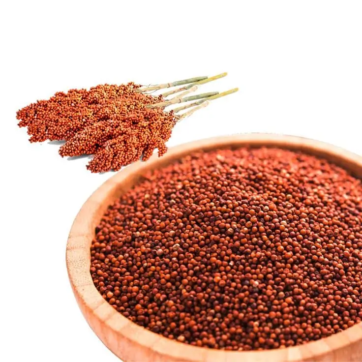 Finger millet